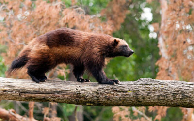 Animal:lxjjx7snyfs= Wolverine